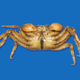 Image: ZooKeys / Gizmodo